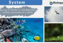 system one