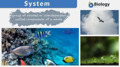 system one